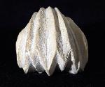Burmirhynchia decorata (SCHLOTHEIM 1820) - Bild © FossNet FossilienStore